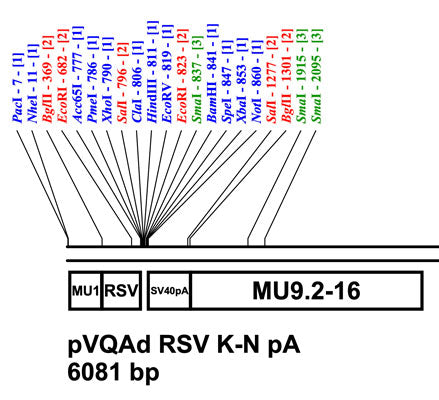 pAd RSV K-NpA Shuttle Plasmid