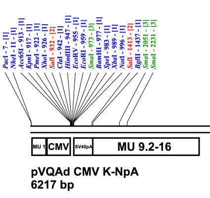 pAd CMV K-NpA Shuttle Plasmid