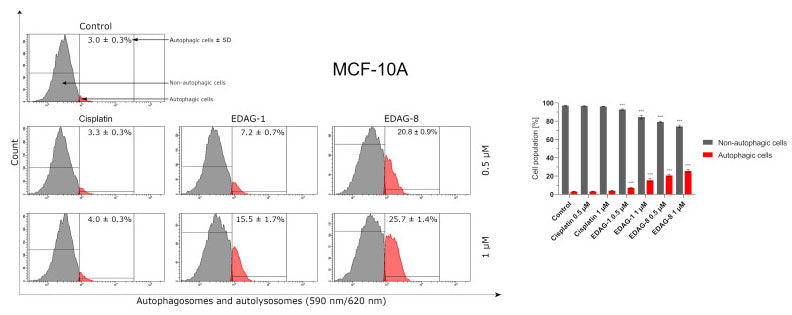 Autophagy induction in normal MCF-10A breast epithelial cells following a 24 h exposure to the tested compounds (EDAG-1 and EDAG-8) and cisplatin (concentrations of 0.5 and 1 μM). An Autophagy Assay Kit (Cat no 9156) and a flow cytometer were used in the experiment.  Image from publication, CC-BY-4.0, PMID: 39063006.