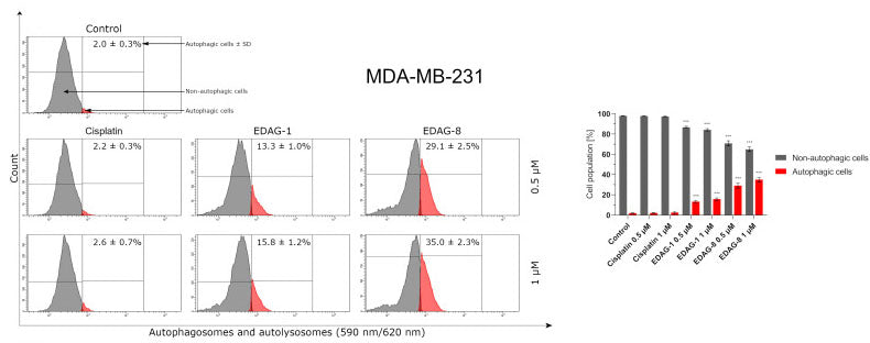 Autophagy induction in normal MCF-10A breast epithelial cells following a 24 h exposure to the tested compounds (EDAG-1 and EDAG-8) and cisplatin (concentrations of 0.5 and 1 μM). An Autophagy Assay Kit (Cat no 9156) and a flow cytometer were used in the experiment. Image from publication, CC-BY-4.0, PMID: 39063006.