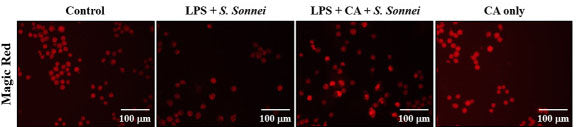 Effect of CA on cathepsin B release in S. sonnei-infected macrophages.  The cathepsin B activity was analysed by Magic Red staining (Cat no 937) and acquired by fluorescent microscopy. Image from publication, CC-BY-4.0. PMID: 38840105