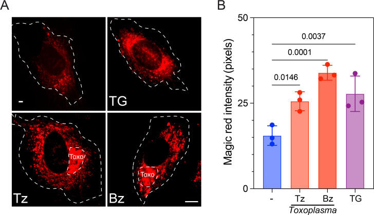 Host lysosomal proteolytic activity increases during T. gondii infection. (A and B) Quantification of Magic Red reveals that lysosomes are more proteolytically active in both Tz- and Bz-infected cells compared to uninfected cells (−). As control: uninfected and TG-treated cells (1 mM for 6 h).  Image from publication, CC-BY-4.0, PMID: 38980070.