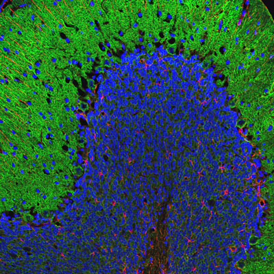 Immunofluorescence of a section of rat cerebellum selectively labeling the submembraneous cytoskeleton on neurons and cell bodies and dendrites of Purkinje cells with alpha-II-spectrin (cat. 98-A2SM, 1:2000, green) and labeling the processes of Bergmann glia and astrocytes with anti-GFAP (cat. 621-GFAP, 1:5000, red). 