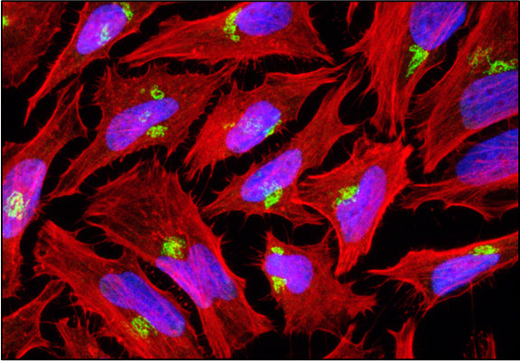 Immunofluorescent staining of HeLa cells using 2 µg/mL Aves Labs chicken anti-Giantin (GOLGB1) (Cat. No. GOLGB1-0100) antibody (green). Actin filaments were stained using Phalloidin (red). DAPI nuclear stain (blue) shows cell nuclei. The cells were mounted with Antibodies Incorporated Fluoroshield with DAPI and DABCO mounting medium (Cat. No. AR-6505). Anti-Giantin specifically stains the Golgi apparatus in HeLa cells. ​