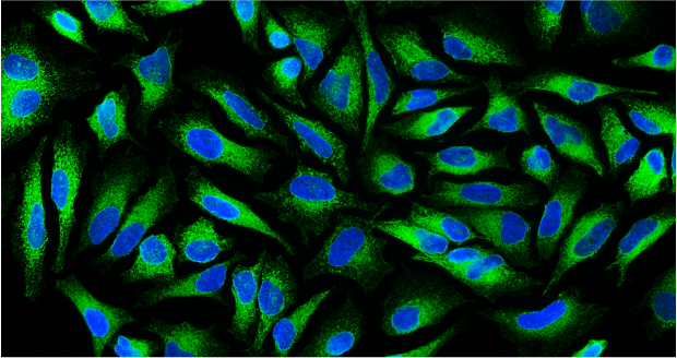 Immunofluorescent staining of HeLa cells using 2 µg/mL chicken anti-Calnexin (CANX) antibody (green). DAPI nuclear stain (blue) shows cell nuclei. The cells were mounted with Antibodies Incorporated Fluoroshield with DAPI mounting medium (Cat No. AR-6501). Anti-Calnexin specifically stains the Endoplasmic Reticulum in HeLa cells. 