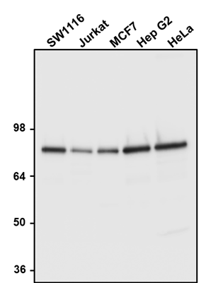 Western blotting of various cell lysates with Aves Labs chicken anti-Calnexin (CANX) antibody (0.05 µg/ml) and detected with anti-chicken HRP. Aves Labs Chicken anti-Calnexin recognizes endogenous Calnexin in all the cell lysates at ~90 kDa. 