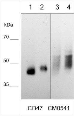 Native western blot of human BEAS-2B lung cells (lane 1), NCI-H446 lung cancer cells (lane 2), lung mesothelioma cells: NCI-H28 (lane 3), and NCI-H2052 (lane 4). The blot was probed with mouse monoclonal anti-CD47 (CM0541) at 1:500.