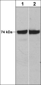 Western blot of human A431 (lane 1) and Jurkat (lane 2) cells probed with mouse monoclonal anti-C-Raf (N-terminal) antibody at 1:500.