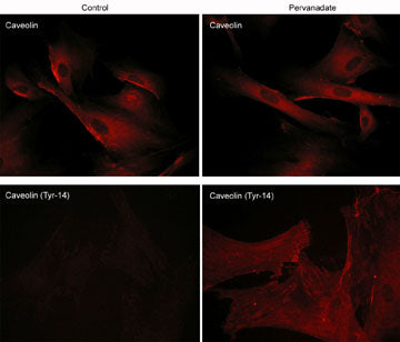 Immunocytochemical labeling of caveolin-1 phosphorylation in rabbit spleen fibroblasts. The cells were treated with pervanadate (1 mM) for 30 min, then fixed with paraformaldehyde and labeled with rabbit polyclonal Caveolin-1 (N-terminal region) and mouse monoclonal Caveolin-1 (Tyr-14) antibodies. The antibodies were detected using appropriate secondary antibodies conjugated to Cy3.