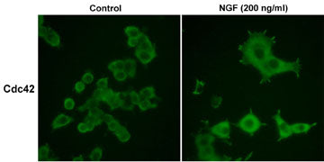 Immunocytochemical labeling in rat PC12 cells grown for 4 days on poly-D-lysine-coated plates in the presence (200 ng/ml) or absence (Control) of Nerve Growth Factor (NGF). Anti-Cdc42 (CM1521) was used at 1:50 dilution followed by labeling with donkey anti-mouse:Cy2.