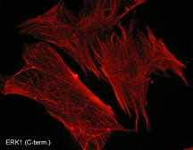 Immunocytochemical labeling of ERK1 in paraformaldehyde-fixed and NP-40-permeabilized rabbit spleen fibroblasts. The cells were labeled with mouse monoclonal ERK1 (C-terminal region) and detected using appropriate secondary antibodies conjugated to Cy3.