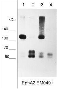 Western blot of human MDA-MB-231 breast carcinoma (lane 1), A431 epidermoid carcinoma (lane 2), NCI-H2052 epithelioid mesothelioma (lane 3), and A549 lung carcinoma (lane 4). The blot was probed with mouse monoclonal anti-EphA2 (EM0491) at 1:1000.