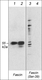 Western blot analysis of mouse C2C12 cells  treated with Calyculin A (100 nM) for 30 min (lanes 1 & 3) before treatment with lambda phosphatase (lanes 2 & 4). The blots were probed with anti-Fascin (clone 55K2) (lanes 1 & 2) and anti-Fascin (Ser-39) mouse monoclonal (lanes 3 & 4).