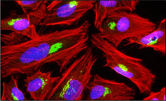 Immunofluorescent staining of HeLa cells using 1 µg/mL Aves Labs chicken anti-GM130 (GOLGA2) (Cat No. GOLGA2-0100) antibody (green). Actin filaments were stained using Phalloidin (red). DAPI nuclear stain (blue) shows cell nuclei. The cells were mounted with Antibodies Incorporated Fluoroshield with DAPI mounting medium (Cat. No. AR-6501). Anti-GM130 specifically stains the Golgi apparatus in HeLa cells. ​