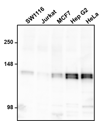 Western blotting of various cell lysates with Aves Labs chicken anti-GM130 (GOLGA2) antibody (0.5 µg/ml) and detected with anti-chicken HRP. Aves Labs Chicken anti-GM130 recognizes endogenous GM130 in all the cell lysates at ~130 kDa. 