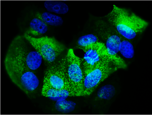 Immunofluorescent staining of MCF7 cells 5 ug/mL mouse monoclonal anti-Epithelial Membrane Antigen (EMA) antibody (MM-1001) (green). The cells were mounted with Antibodies Incorporated Fluoroshield with DAPI mounting medium (Cat