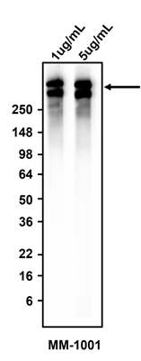 Western blotting of MCF7 cell lysate using 1 ug/mL and 5 ug/mL mouse monoclonal anti-Epithelial Membrane Antigen (EMA) antibody (MM-1001). MM-1001 mouse anti-Epithelial Membrane Antigen antibody recognizes endogenous EMA in the range of 260-400 kDa.