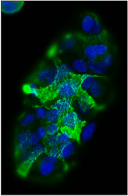 Immunofluorescent staining of SW1116 cells using 5 ug/mL mouse monoclonal anti-Sialyl Le (a) (19-9) antibody (MM-1003) (green). The cells were mounted with Antibodies Incorporated Fluoroshield with DAPI mounting medium (Cat
