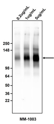 Western blotting of SW1116 cell lysate using 0.2 ug/mL, 1 ug/mL, or 5 ug/mL Antibodies Incorporated mouse monoclonal anti-Sialyl Le (a) (19-9) antibody (MM-1003). MM-1003 mouse anti-Sialyl Le (a) (19-9) antibody recognizes endogenous Sialyl Le (a) (19-9) at 125 kDa.
