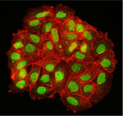 Immunofluorescent staining of MCF7 cells using 1 µg/mL chicken anti-HB9 (MNX1) antibody (green). Actin filaments were stained using Phalloidin (red). The cells were mounted with ICT's Fluoroshield mounting medium (Cat no. AR-6500). Anti-HB9/MNX1 specifically stains the nucleus of MCF7 cells.​