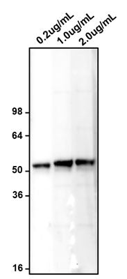 Western blotting of MCF7 cell lysates with  chicken anti-HB9 (MNX1) antibody at various concentrations and detected with anti-chicken HRP. Chicken anti-HB9/MNX1 recognizes endogenous MNX1 in MCF7 cell lysates at ~50 kDa. 