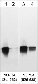 Western blot image of mouse recombinant NLRC4 (Ser-533) phosphorylated peptide (lanes 1-4). The blot was dephosphorylated with lambda phosphatase (lanes 2 & 4) then the blot was probed with rat monoclonal anti-NLRC4 (Ser-533) phospho-specific (lanes 1 & 2) and rabbit polyclonal anti-NLRC4 (a.a. 525-538) (lanes 3 & 4).