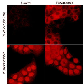 Immunocytochemical labeling of N-WASP in control and pervanadate-treated A431 cells. The cells were labeled with rabbit polyclonal N-WASP/WASP (WP2101) or rabbit polyclonal N-WASP (Tyr-256) antibodies, then the antibodies were detected using appropriate secondary antibody conjugated to DyLight® 594.