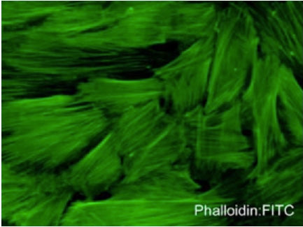 Fluorescent labeling of actin filaments in paraformaldehyde-fixed and NP40-permeabilized A7r5 cells. The fixed cells were labeled with phalloidin:FITC (PF7501) at a dilution of 1:500.