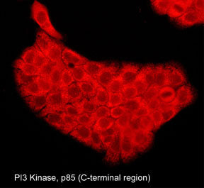 Immunocytochemical labeling of PI3 Kinase p85 in aldehyde-fixed and NP-40-permeabilized A431 cells. The cells were labeled with mouse monoclonal PI3 Kinase p85 (C-terminal region) antibody (PM2531), then the antibody was detected using appropriate secondary antibody conjugated to DyLight® 594.