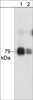 Western blot analysis of  PKCθ in human Jurkat cell lysate. The blot was probed with anti-PKCθ at 1:250 (lane 1) and 1:1000 (lane 2).