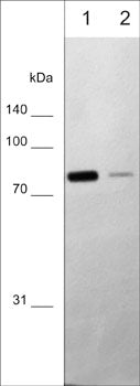 Western blot analysis of PKC isoforms in adult mouse brain lysate. The blot was probed with mouse monoclonal anti-PKC (α,β,γ) clone M499 at 1:250 (lane 1) and 1:1000 (lane 2).