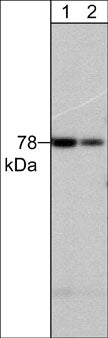 Western blot analysis of adult mouse brain tissue lysate. The blot was probed with mouse monoclonal anti-PKCδ (N-terminal region) at 1:125 (lane 1) and 1:500 (lane 2).