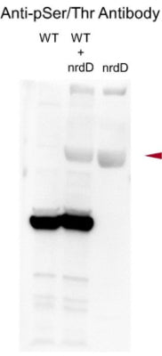 In vitro kinase assay of nrdD stained with a serine/threonine site-specific antibody (cat. PM3801).  Image from publication CC-BY-4.0. PMID: 38683735