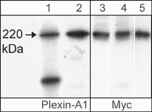 Western blots showing Cos-7 cells transfected with mouse Myc-tagged Plexin-A1 (lanes 1 & 3), neonatal rat brain (lane 2), or Plexin-A1 immunoprecipitated from Myc-tagged Plexin-A1 transfected cells using anti-Myc (lane 4) or anti-Plexin-A1 (PP1301; lane 5). These blots were probed with either the affinity purified anti-Plexin-A1 (PP1301; lanes 1 & 2) or with mouse monoclonal anti-Myc (lanes 3-5).