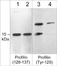 Western blot of HUVEC stimulated with Pervanadate (1 mM) for 30 min (lanes 1-4). The blots were treated with alkaline phosphatase to remove phosphorylation (lanes 2 & 4), then probed with anti-Profilin (a.a. 126-137) (lanes 1 & 2) or anti-Profilin (Tyr-129) phospho-specific (lanes 3 & 4). The antibodies detect profilin at 15 kDa. In lanes 3 & 4, the antibody also detects an unknown 20 kDa protein.