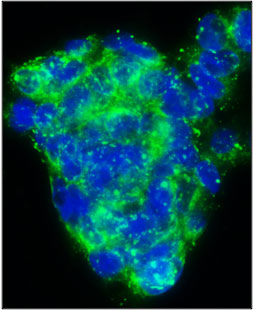 Immunofluorescent staining of HepG2 cells using 5 ug/mL rabbit anti-fibronectin antibody (RP-4003) (green). The cells were mounted with Antibodies Incorporated Fluoroshield with DAPI mounting medium (Cat
