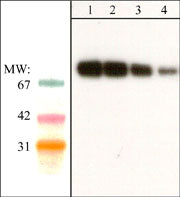 Western blot analysis of adult mouse brain. The blot was probed with anti-SHP2 (N-terminal) antibody at 1:250 (lane 1), 1:500 (lane 2), 1:1000 (lane 3), and 1:2000 (lane 4).