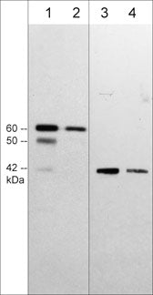 Western blot image of human Hela cells (lanes 1 & 2) and recombinant his-tagged human SK1 protein (lanes 3 & 4). The blots were probed with rat monoclonal anti-SK1 (C-terminal Region) at 1:250 (lanes 1 & 3) and 1:1000 (lanes 2 & 4).