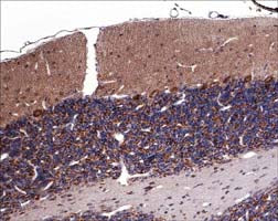 Formalin fixed, citric acid treated parafin sections of adult Rat cerebellum. Sections were probed with anti-Sema3A (SP1221) then anti-Rabbit:HRP before detection using DAB. (Images provided by Carl Hobbs and Dr. Pat Doherty at Wolfson Centre for Age-Related Diseases, King's College London).