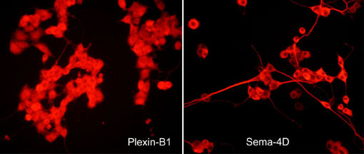 Immunocytochemical labeling in rat PC12 cells differentiated with NGF. The cells were probed with rabbit polyclonal Plexin B1 (PP1841) and mouse monoclonal Sema-4D (SM1881) antibodies, then the antibodies were detected using appropriate secondary antibody conjugated to DyLight® 594.