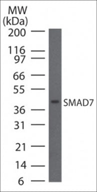 Western blot analysis of SMAD7 in human HepG2 cells. The blot was probed with rabbit polyclonal SMAD7 antibody (SP4901) at 1:250.