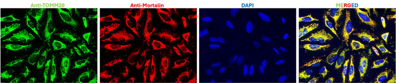 HeLa cells were subjected to immunofluorescent staining using chicken anti-TOMM20 antibody (visualized in green) and Antibodies Inc mouse anti-Mortalin antibody (75-127) (visualized in red). DAPI nuclear stain (blue) shows cell nuclei. The cells were mounted with ICT's Fluoroshield with DAPI mounting medium (AR-6501). The staining revealed a complete overlap between the signal from the chicken anti-TOMM20 antibody and the mouse anti-Mortalin antibody specifically in the cell mitochondria.