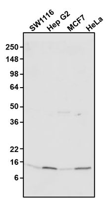 Western blotting of various cell lysates with chicken anti-TOMM20 antibody (0.2 µg/ml)(1:1000) and detected with anti-chicken HRP. Chicken anti-TOMM20 recognizes endogenous TOMM20 in all the cell lysates at ~16 kDa. 