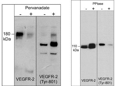 Left: Western blot image of HUVEC cells untreated (-) or treated with pervanadate (1 mM) for 30 min. (+). Right: Western blot image of GST-recombinant VEGFR-2 kinase without (-) or with (+) akaline phosphatase treatment. Both sets of blots were  probed with rabbit polyclonal anti-VEGFR-2 (a.a. 1304-1317) or anti-VEGFR-2 (Tyr-801).