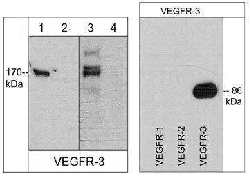 Left: Western blot image of human K-562 cells (lanes 1 & 2) and HUVEC (lanes 3 & 4). The blots were probed with rabbit polyclonal anti-VEGFR-3 (a.a. 1285-1298) in the absence (lanes 1 & 3) or presence of blocking peptide (VX2945) (lanes 2 & 4). Right: Western blot image of GST-recombinant human VEGFR-1 (89 kDa), VEGFR-2 (110 kDa), and VEGFR-3 (86 kDa) C-terminal regions. The blot was probed with anti-VEGFR-3 (a.a. 1285-1298).