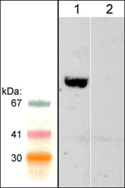 Western blot of rat PC12 lysate. The blots were probed with anti-WAVE2 (Central region) in the presence (lane 2) or absence (lane 1) of WAVE2 (Central region) blocking peptide.