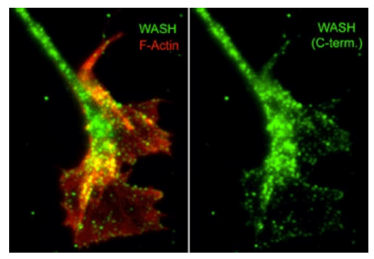 Immunocytochemical labeling of WASH relative to F-actin in chick DRG neurons. The cells were labeled with rabbit polyclonal WASH (C-terminal region) antibody (WP4001), then the antibody was detected using appropriate secondary antibody (Green). On the left, this WASH labeling is compared to F-actin staining (Red). (Image provided by Dr. Gianluca Gallo at Drexel University).