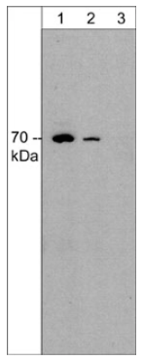 Western blot of human Jurkat cells (lanes 1-3). The blots were probed with anti-WASH (C-terminal region) rabbit polyclonal antibody at 1:250 (lane 1) or at 1:1000 in the absence (lane 2) or presence of WASH blocking peptide (WX4005) (lane 3).