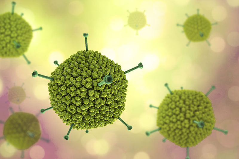 Ad CMV IL-18 Adenovirus