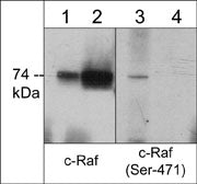 Western blot of human Jurkat cells treated with calyculin A (100 nM) for 30 min. The blots were untreated (lanes 1 & 3) or treated (lanes 2 & 4) with lambda phosphatase and probed with anti-C-Raf (N-terminal region) (lanes 1 & 2) or anti-C-Raf (Ser-471) (lanes 3 & 4).